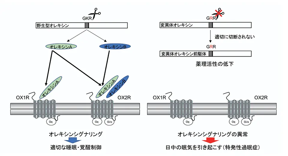 図２：同定したオレキシン遺伝子上の変異の機能的影響に関する概要図