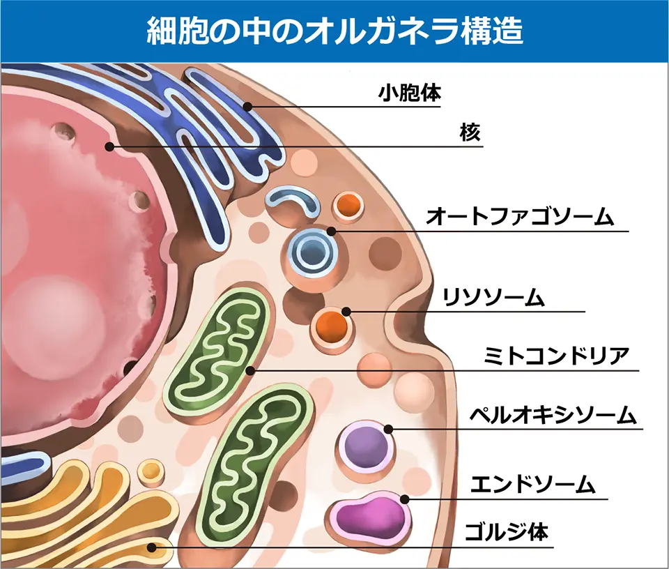 図1 細胞の中のオルガネラ構造