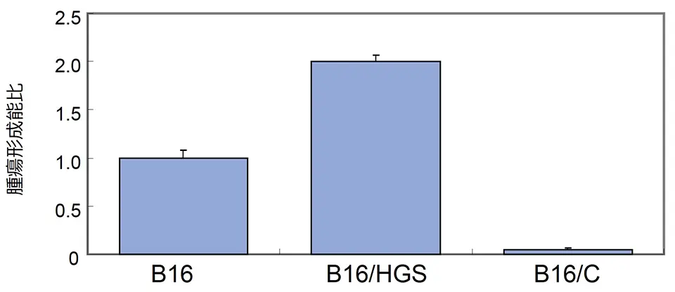図1：軟寒天培地におけるB16細胞、B16/HGS細胞、B16/C細胞の腫瘍形成能