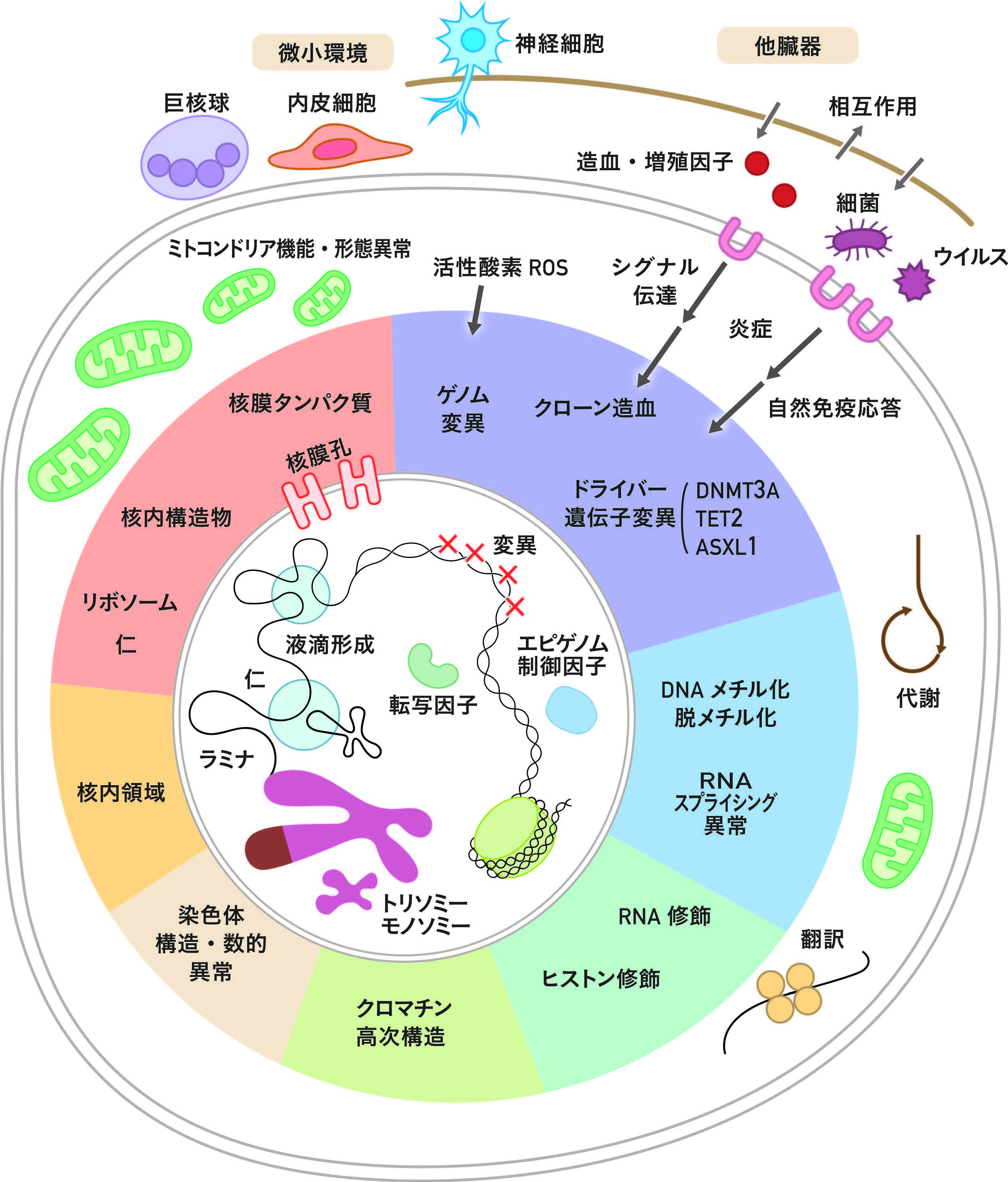 図1 血液がんが進行する多因子の仕組み