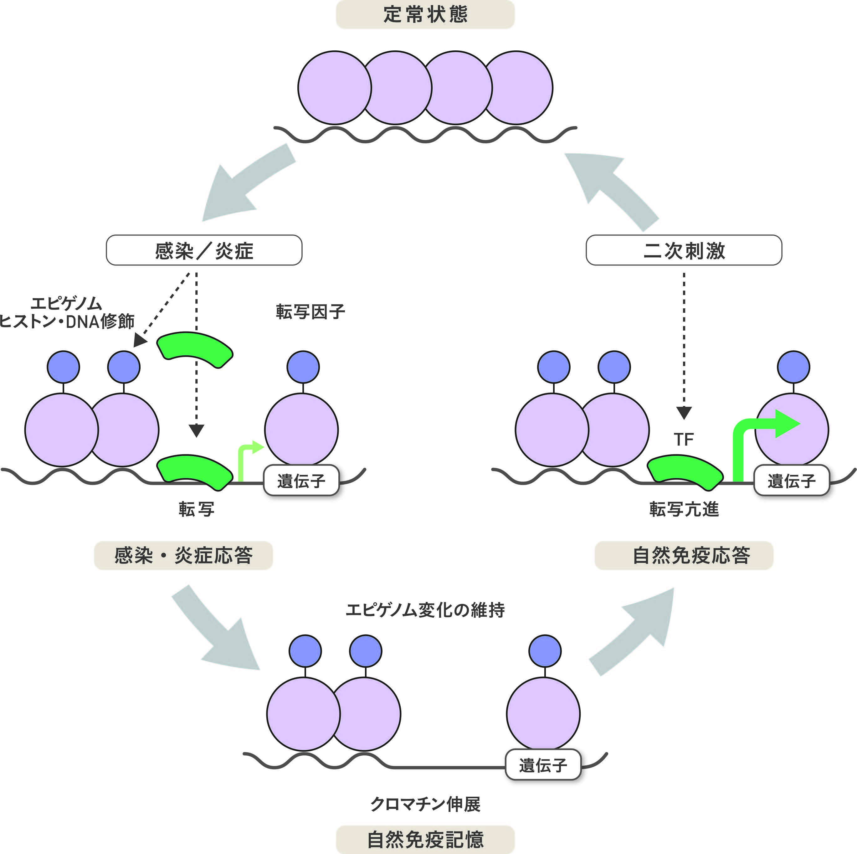 図2 感染や炎症によるエピゲノム変化が自然免疫記憶を形成し、後の免疫応答を増強する仕組み