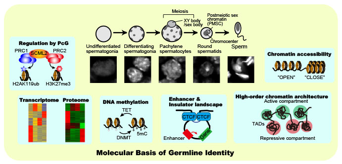 Molecular Basis of Germline Identity
