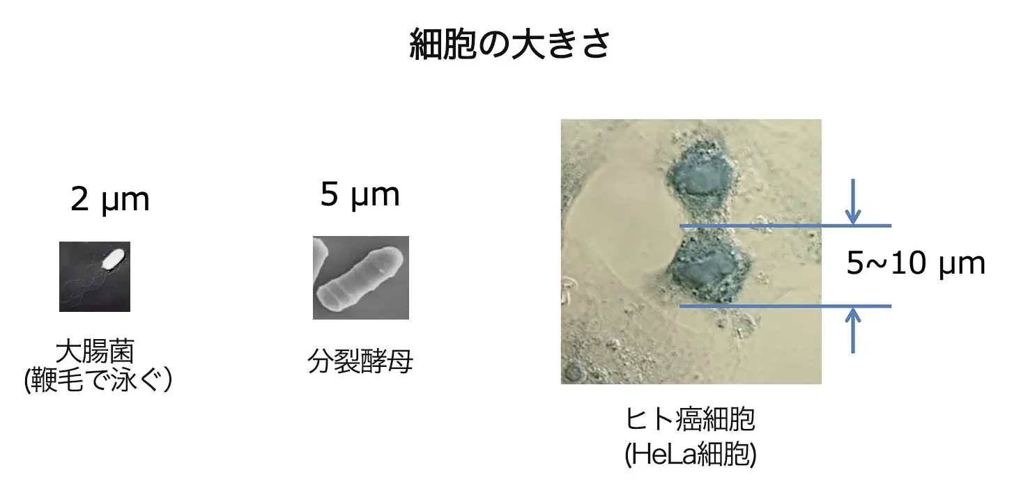 細胞の大きさ