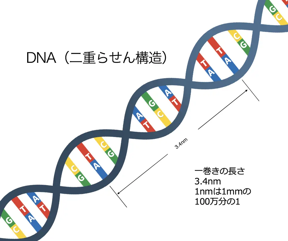 dna