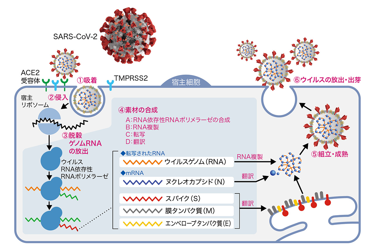 コロナウイルスの構造と複製
