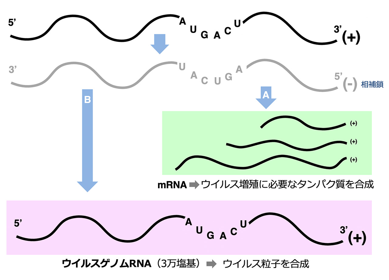 RNAの複製