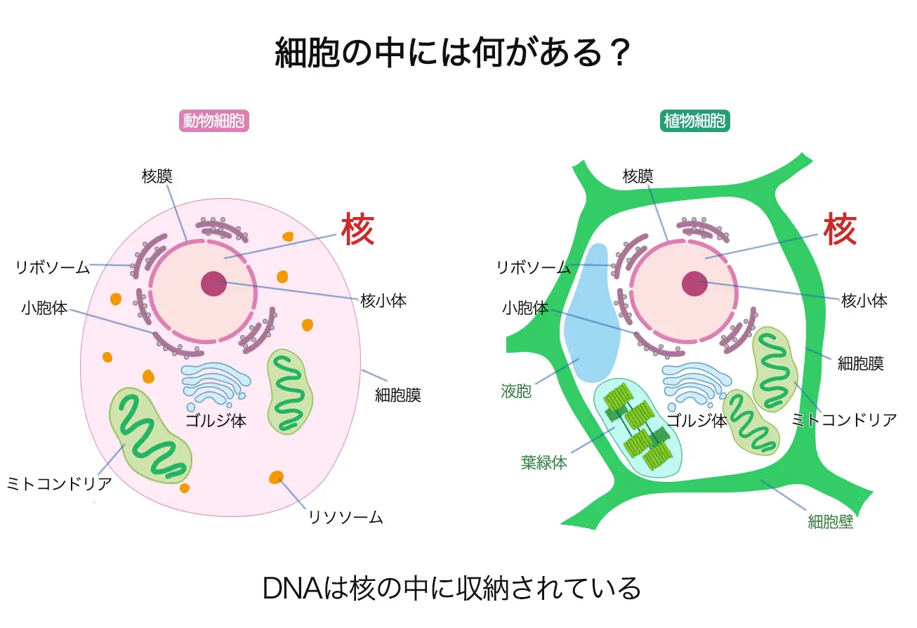 細胞の中