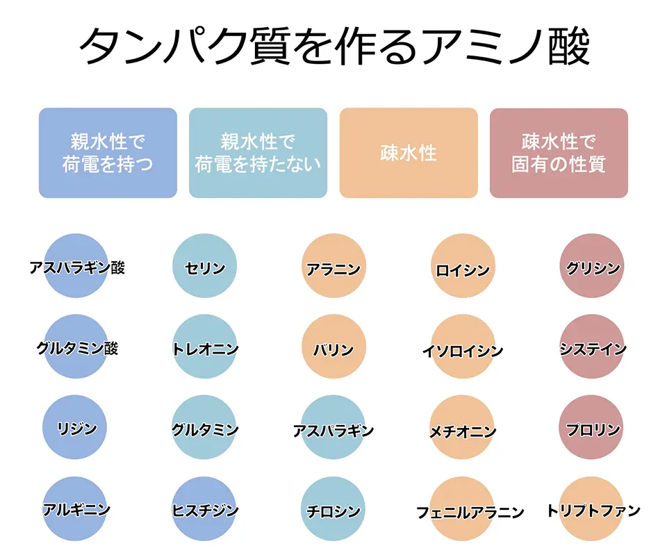 アミノ酸