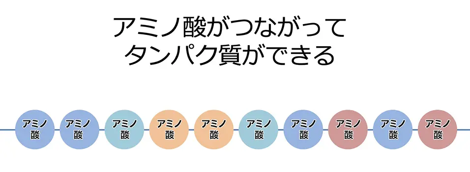 アミノ酸