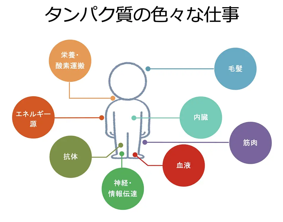 タンパク質のいろいろな仕事