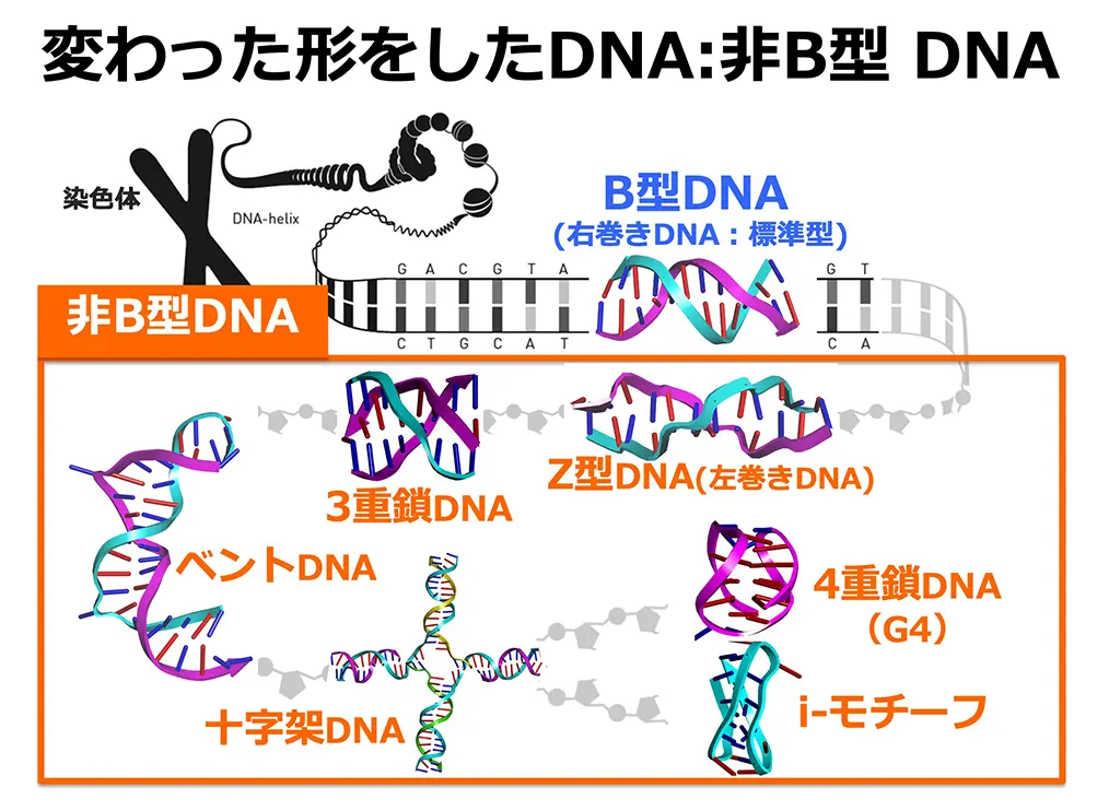 変わった形をしたDNA:非B型DNA