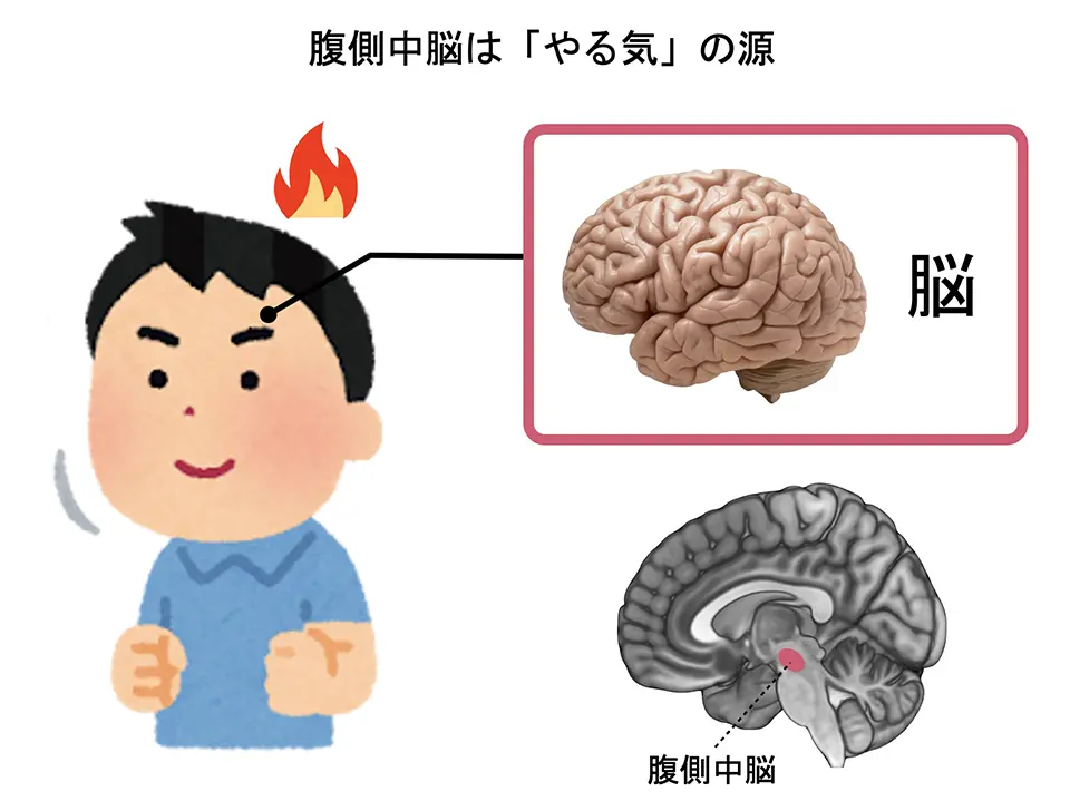 腹側中脳は「やる気」の源