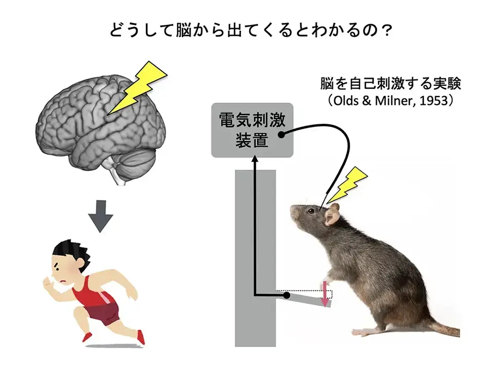 どうして脳から出てくるとわかるの？