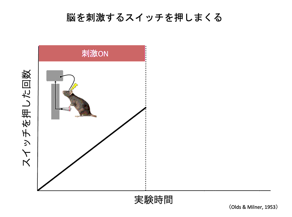 脳が刺激されると押しつづける