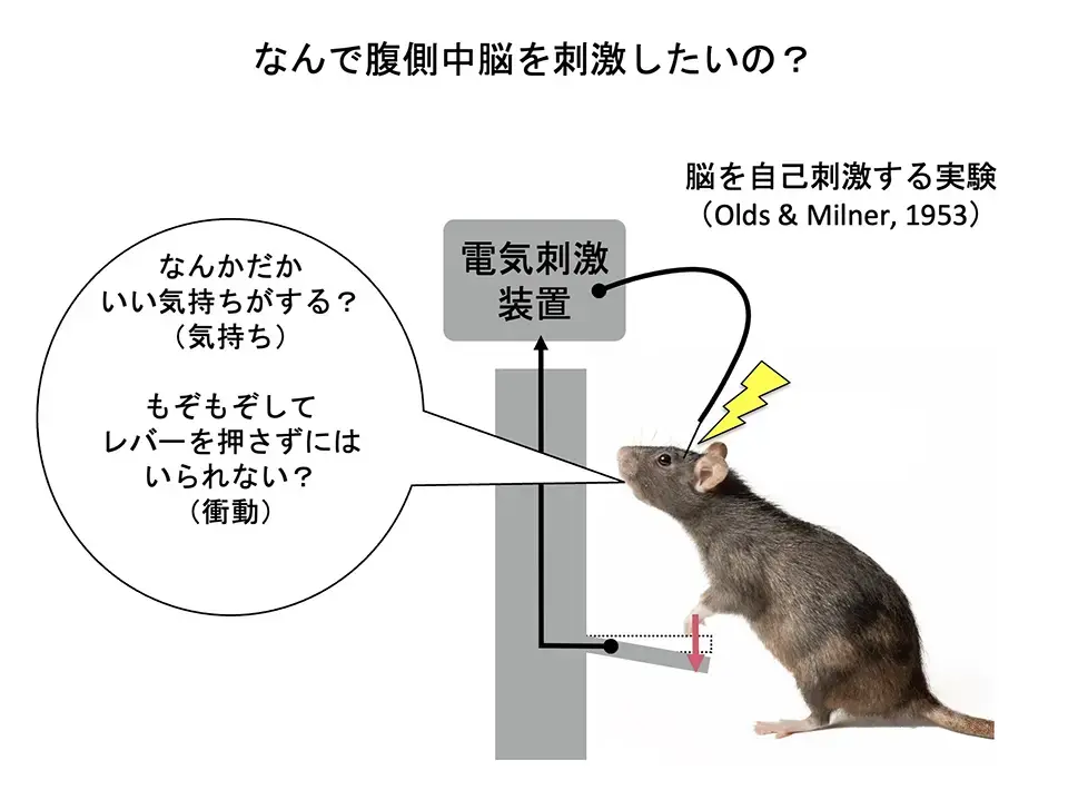 なぜ腹側中脳を刺激したいの？