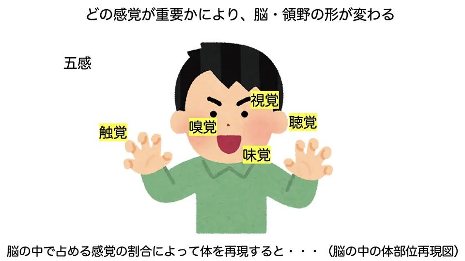 どの感覚が重要かにより、脳・領野の形が変わる