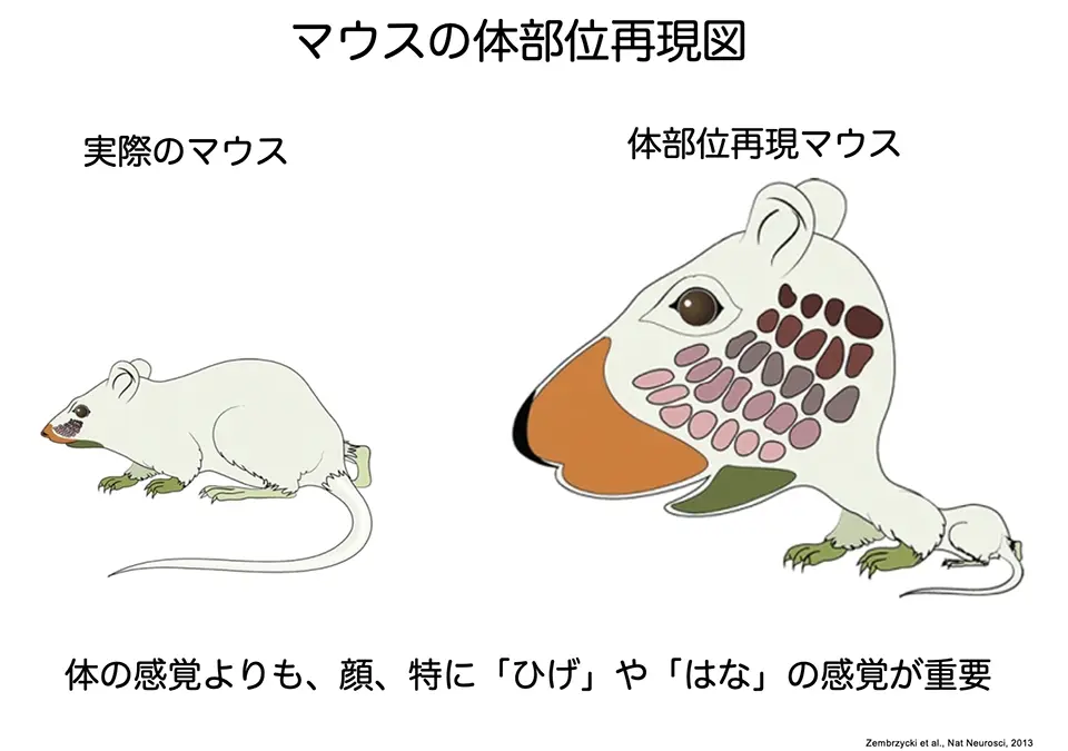 マウスの体部位再現図