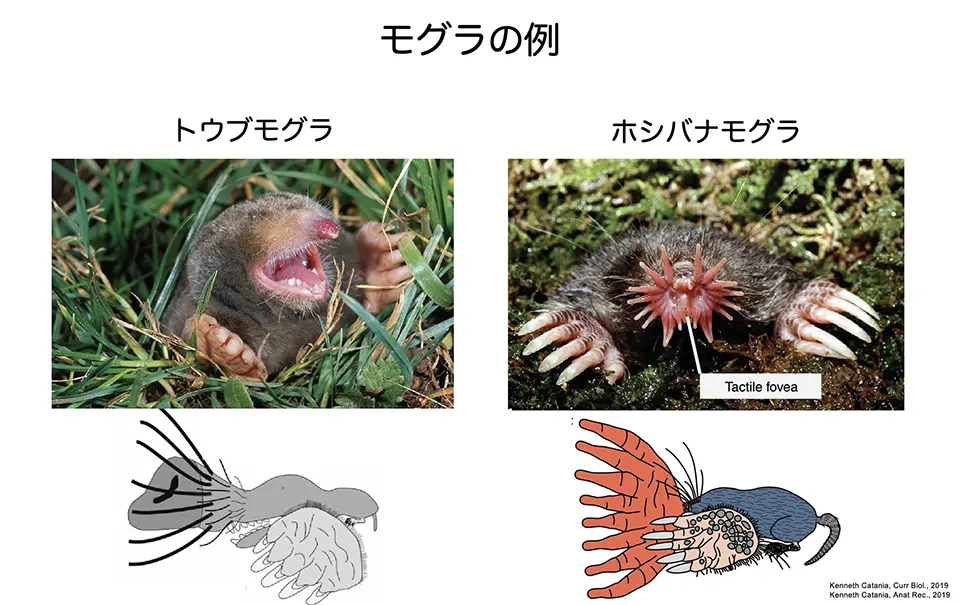 モグラの例