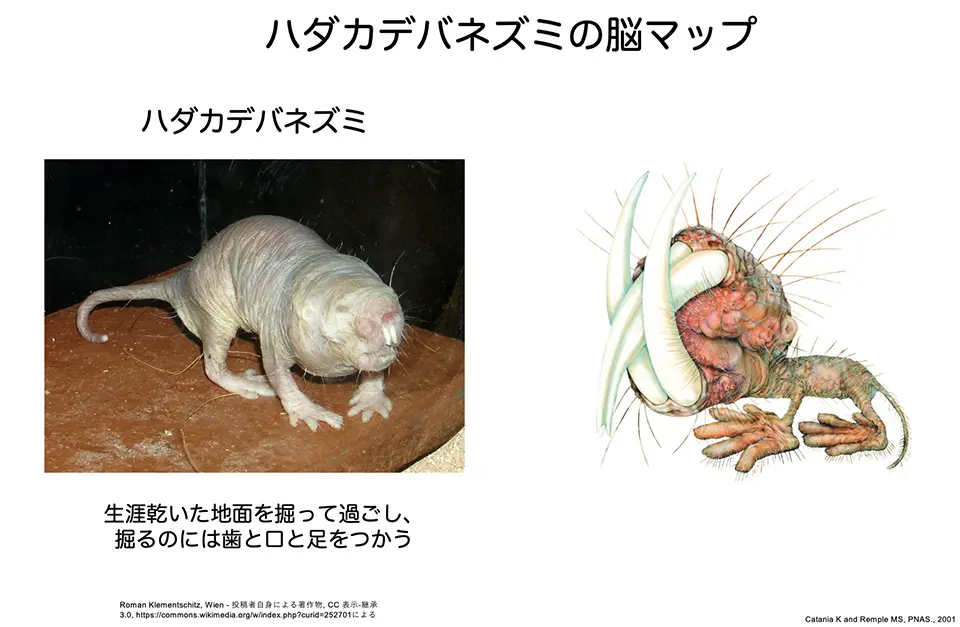 ハダカデバネズミの脳マップ