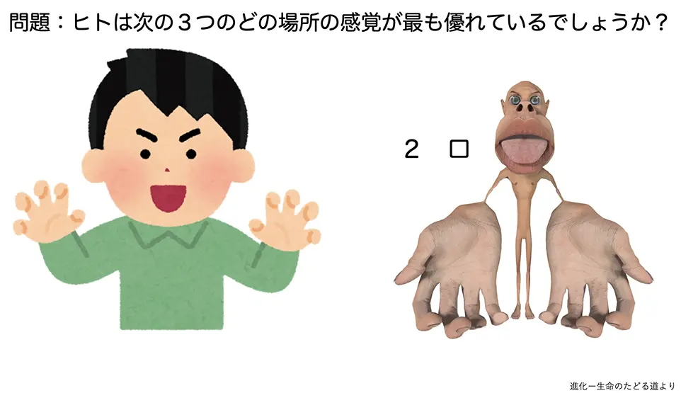 問題：ヒトは次の３つのどの場所の感覚が最も優れているでしょうか？