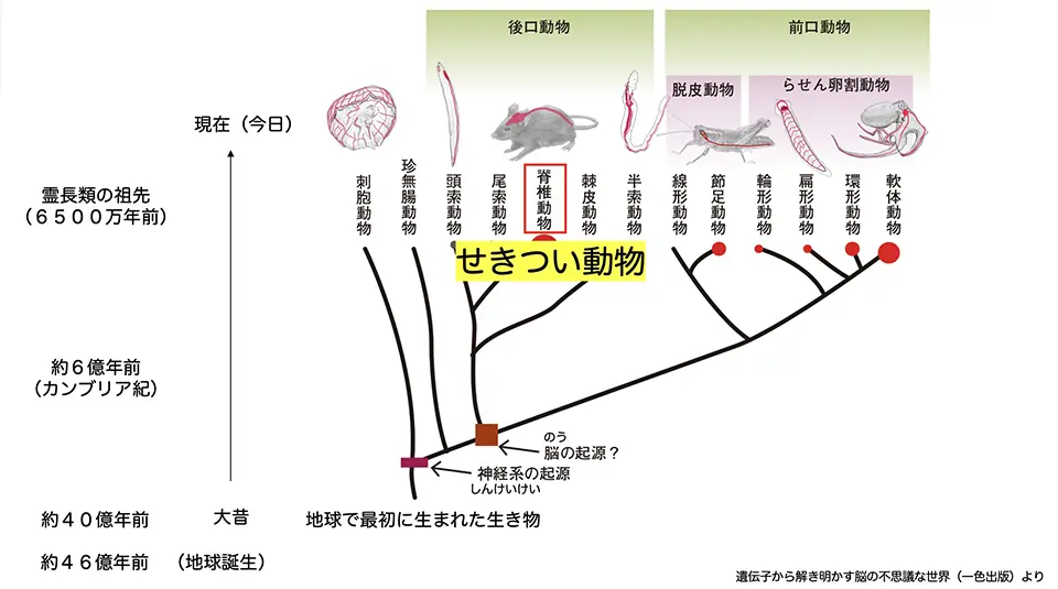 遺伝子から解き明かす脳の不思議な世界