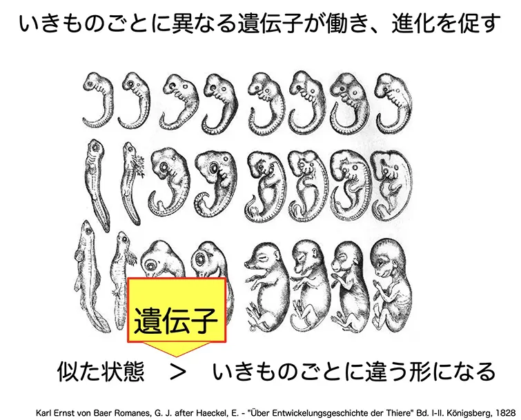 いきものごとに異なる遺伝子が動き、進化を促す