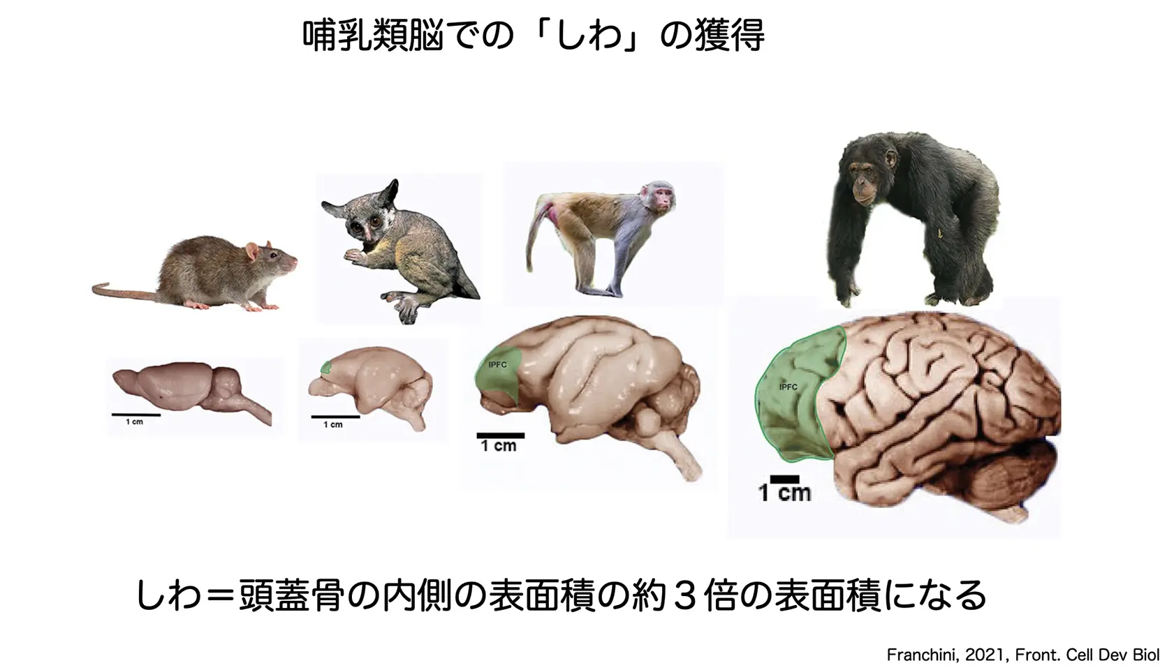 哺乳類脳での「しわ」の獲得