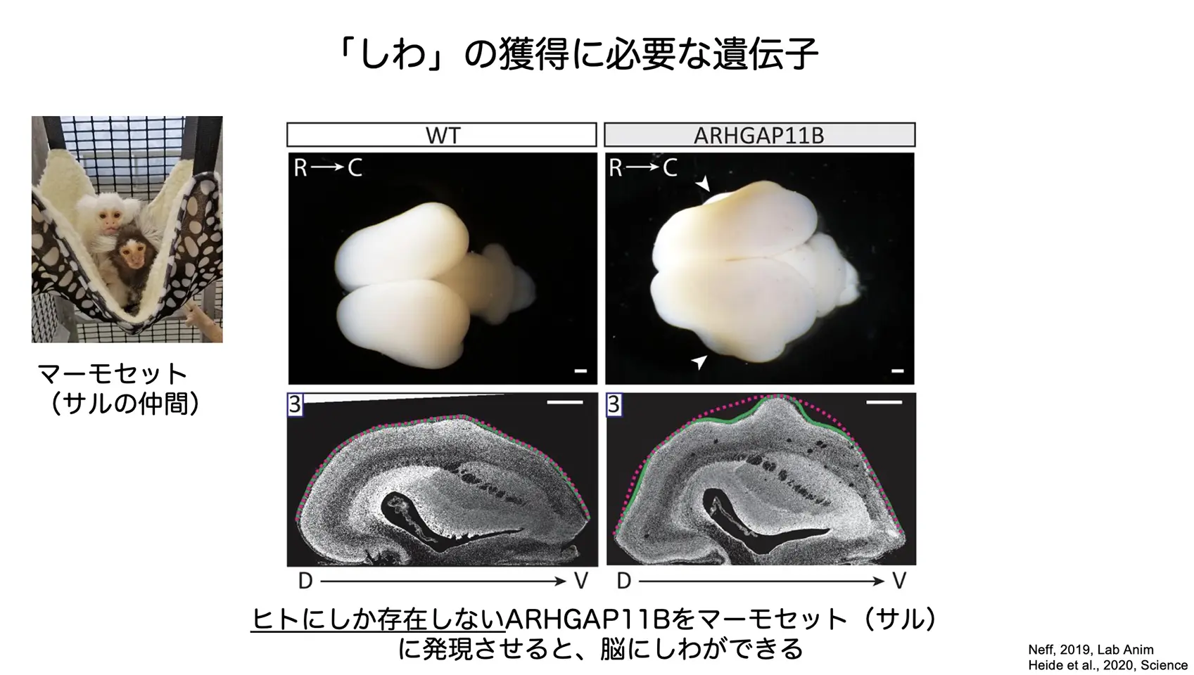 「しわ」の獲得に必要な遺伝子
