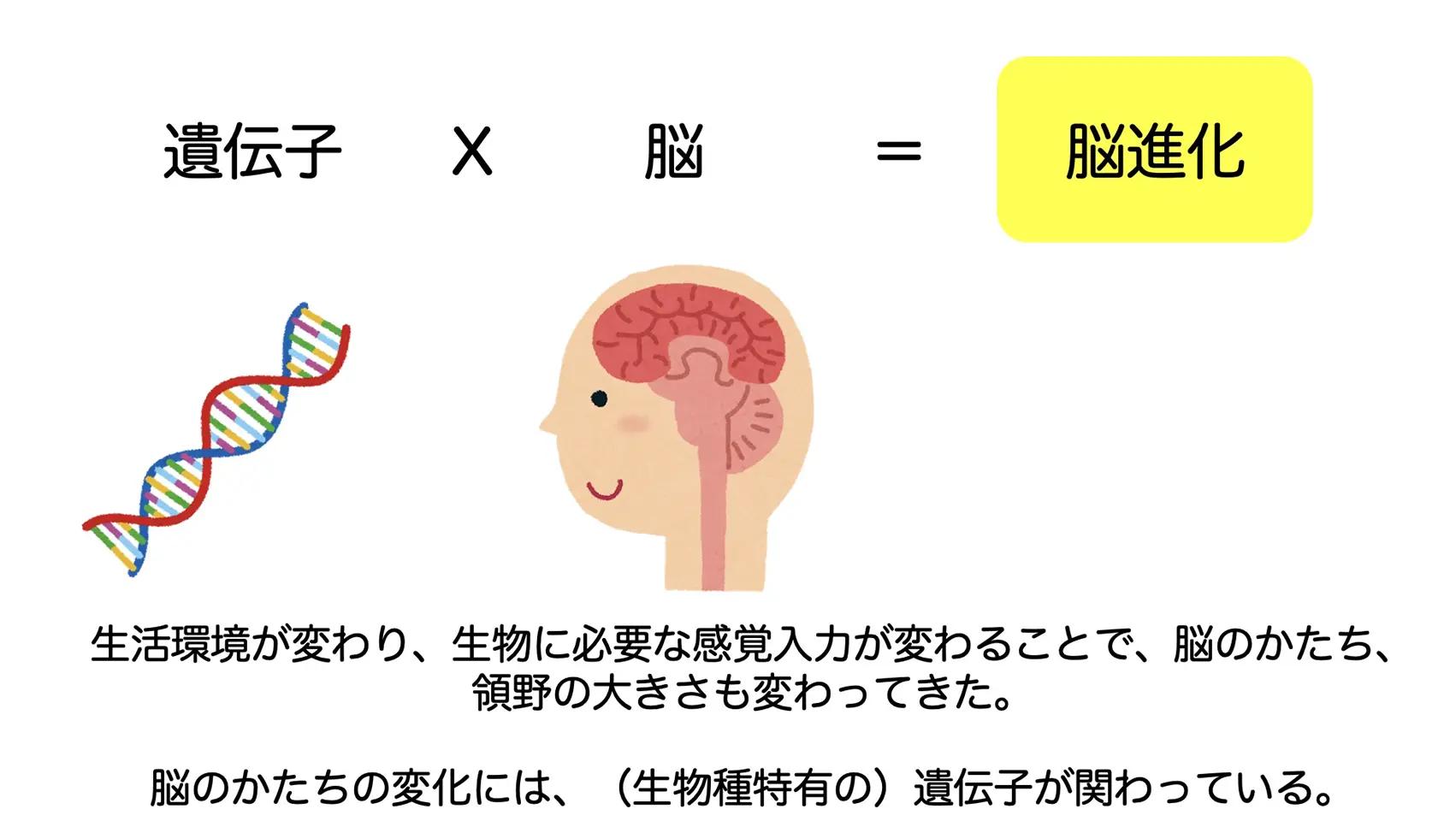 脳のかたちの変化には、（生物種特有の）遺伝子が関わっている。