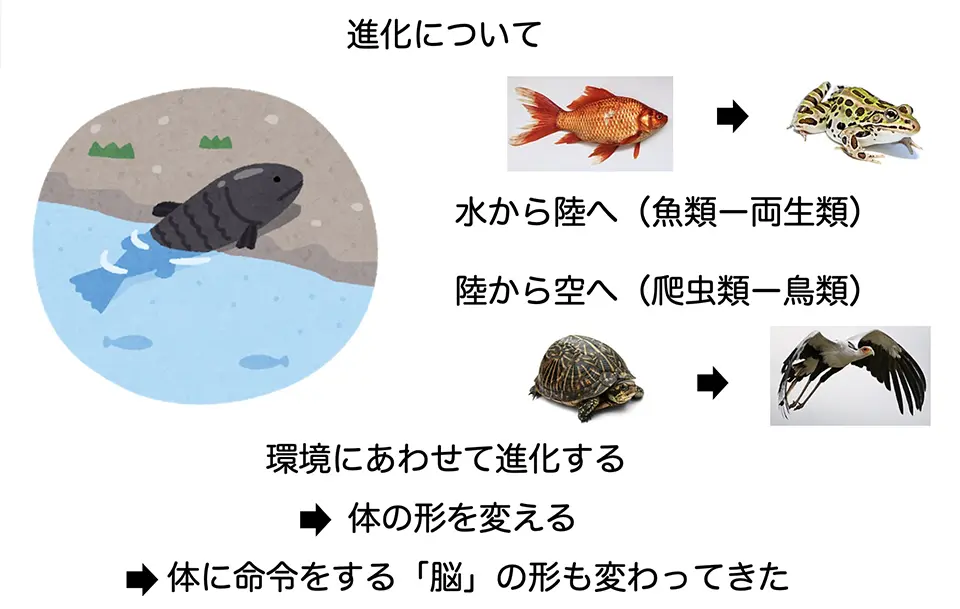 進化について
