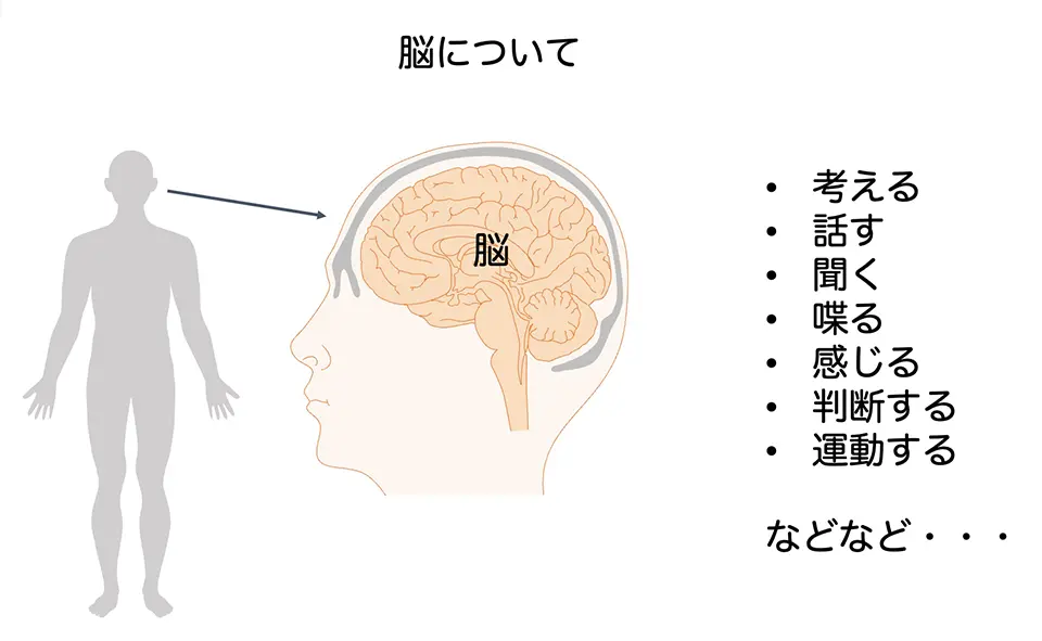 脳について