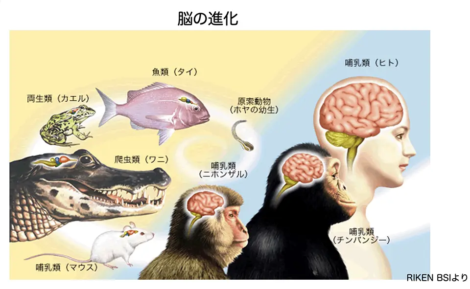 脳の進化