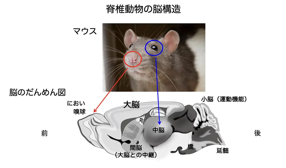 脊椎動物の脳構造