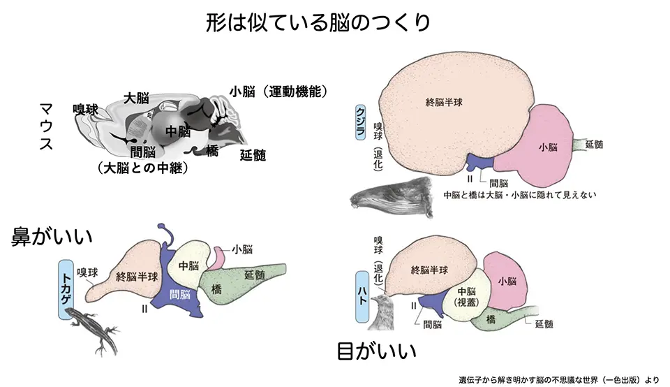 形は似ている脳のつくり