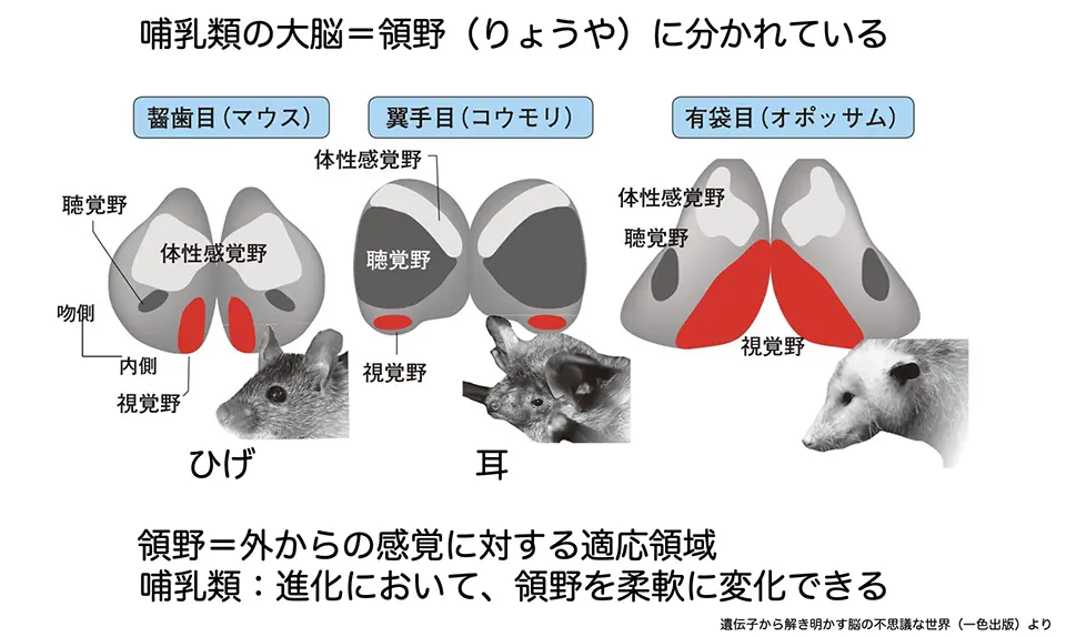 哺乳類の大脳＝領野（りょうや）に分かれている