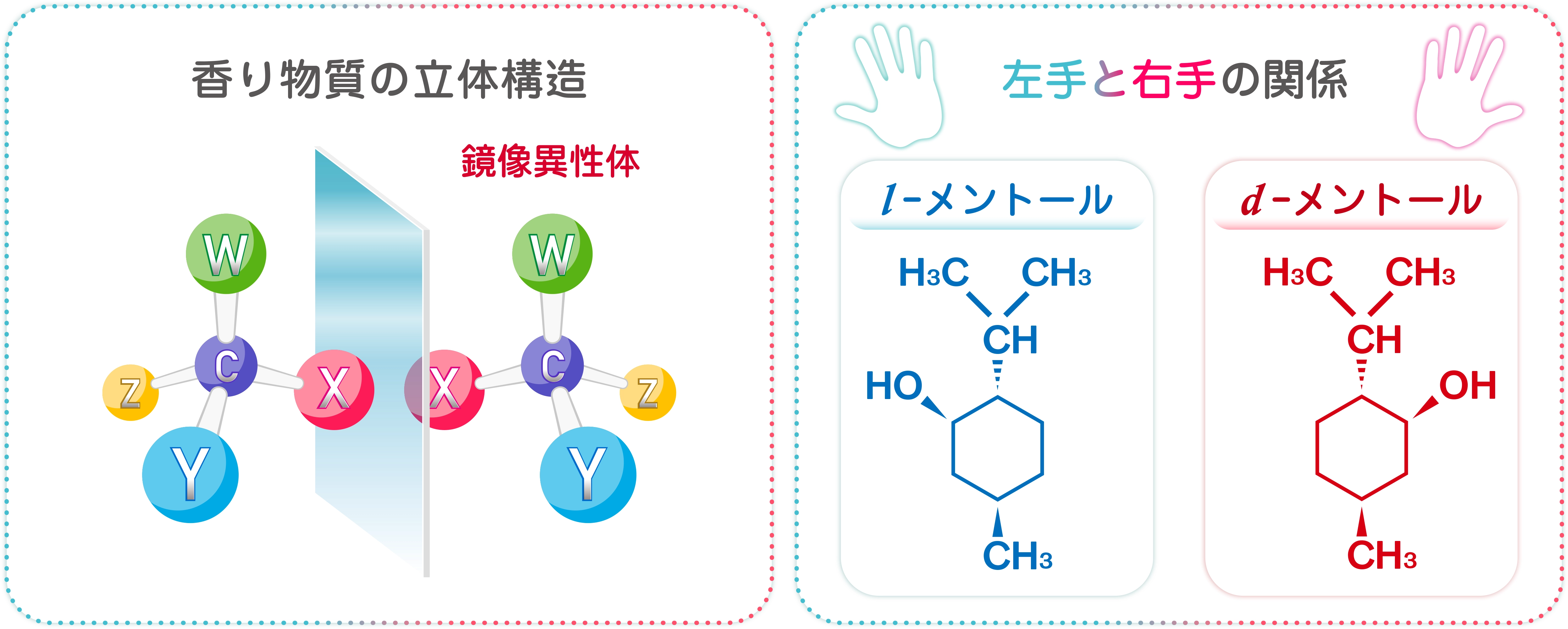 6_香り物質の立体構造