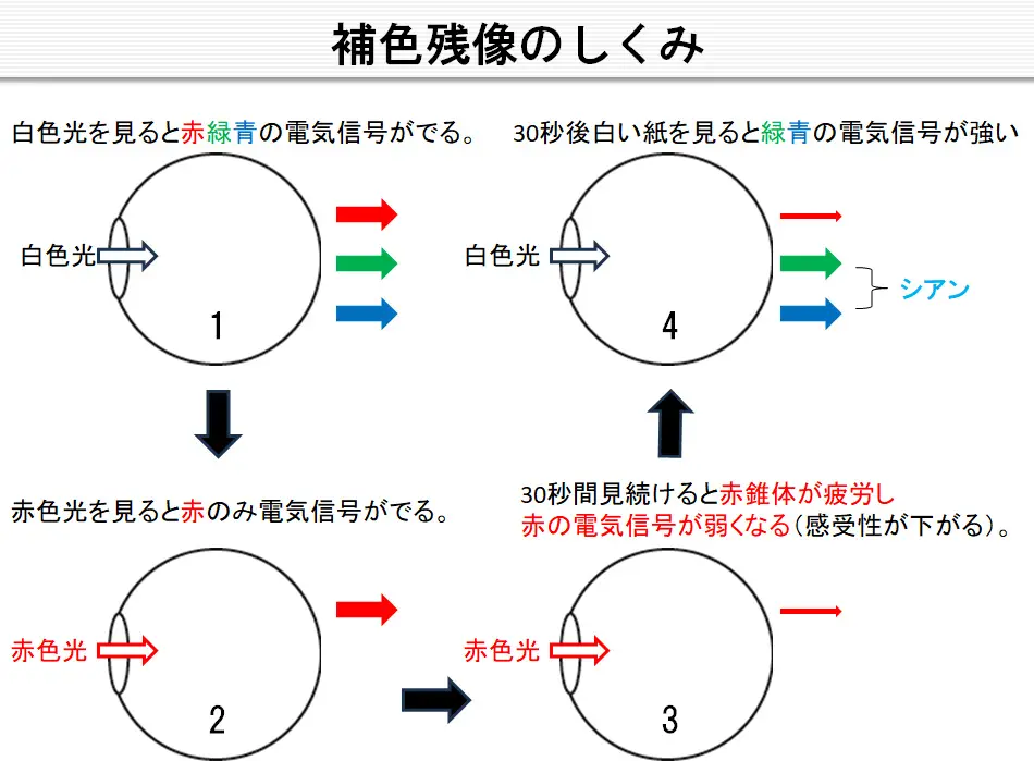 図14_補色残像のしくみ