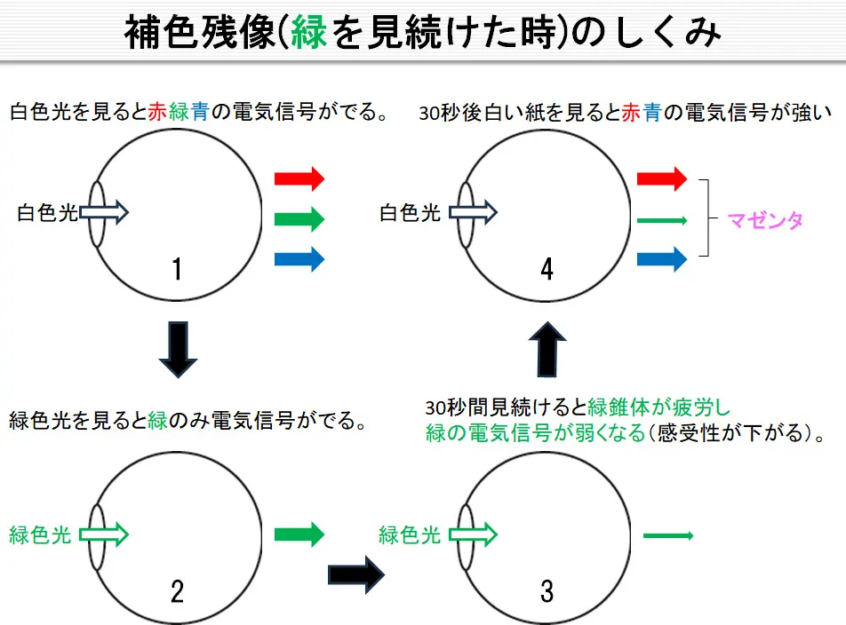 図16_補色残像（緑を見続けた時）しくみ