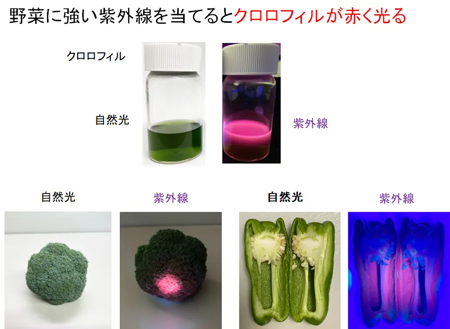 図24_クロロフィルが赤く光る