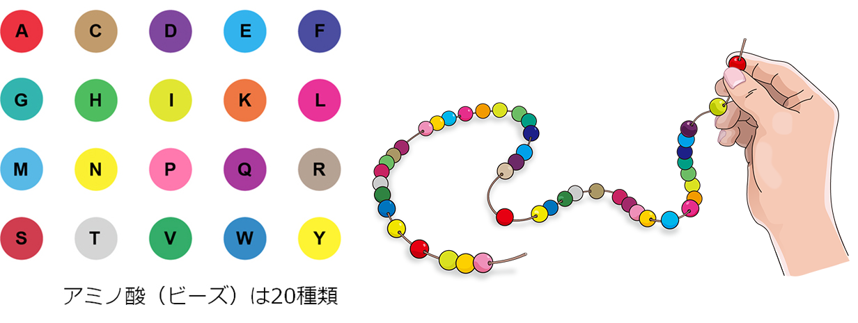 図2-1_アミノ酸（ビーズ）は20種類