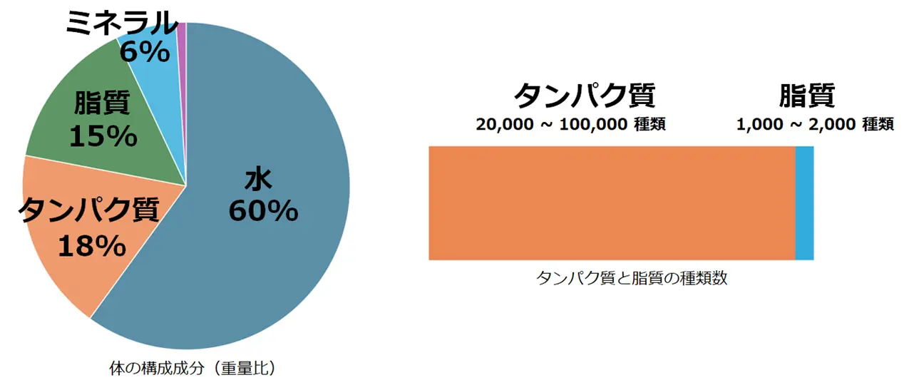 図1_体の成分、タンパク質と脂質の種類数