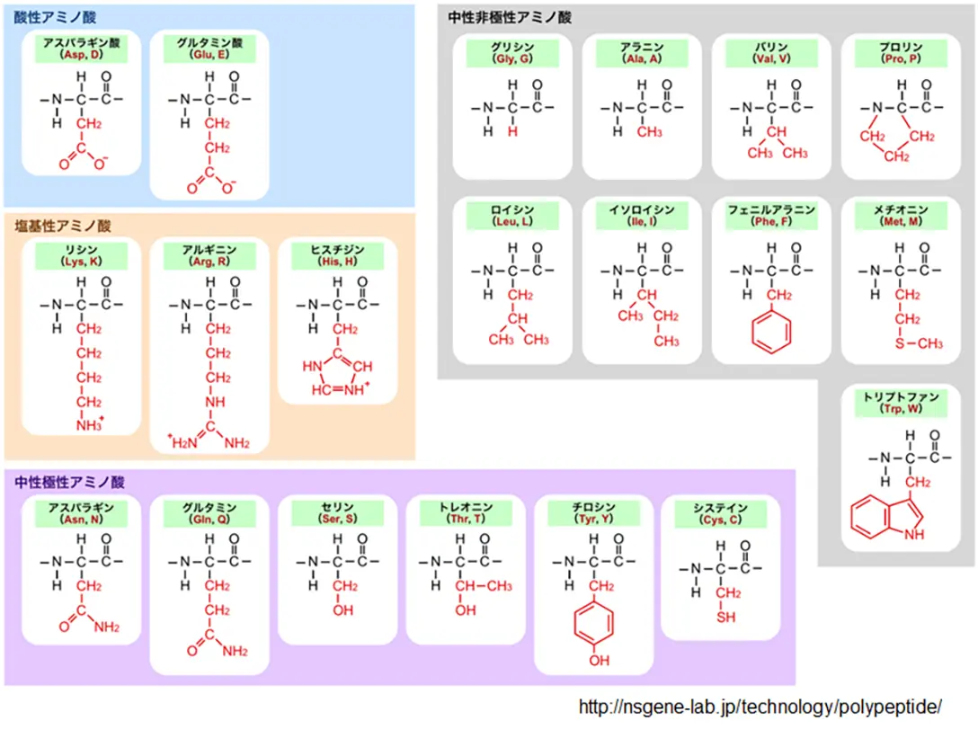 図10_アミノ酸の構造と略号