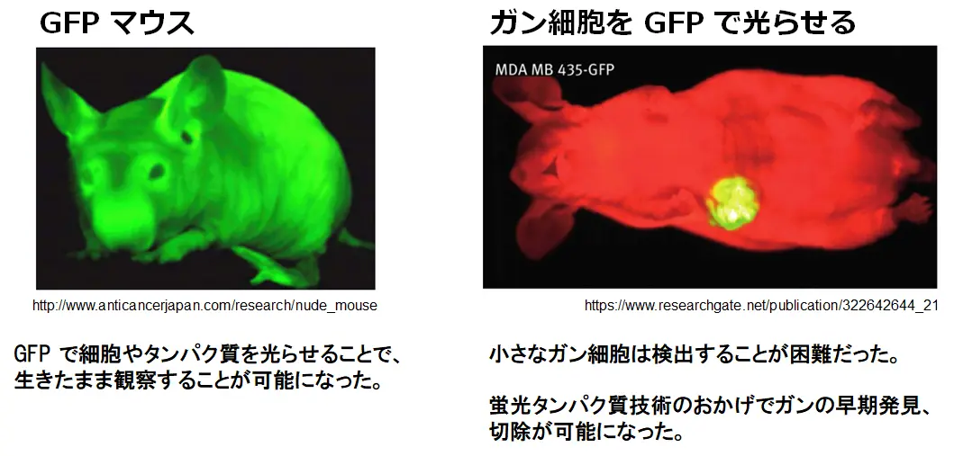 図13_GFPマウス・ガン細胞をGFPで光らせる