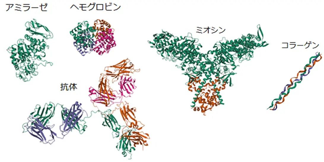 図3_実際のタンパク質のかたちの例