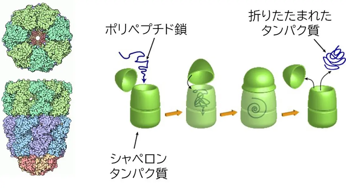 図6_シャペロンタンパク質