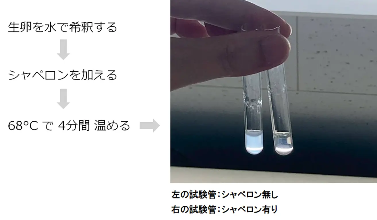 図8_シャペロン無し・有り（試験管）