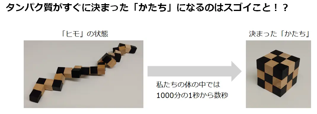 図9_タンパク質がすぐに決まった「かたち」になるのはスゴイこと