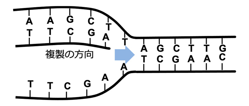 DNA複製の方向