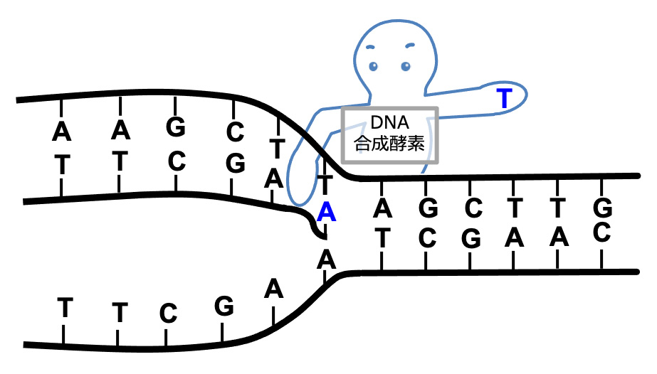 DNA複製