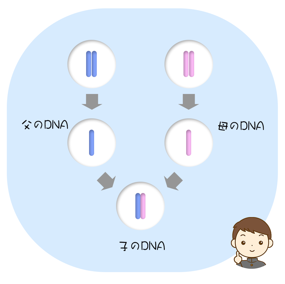 父と母からのDNA